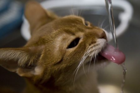 猫,水,飲む