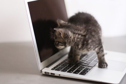 子猫,パソコン