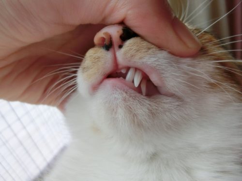 猫,歯