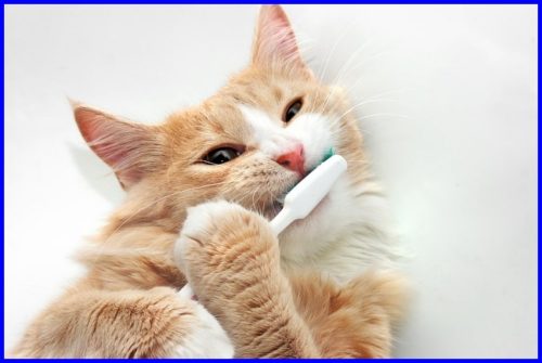猫,歯磨き