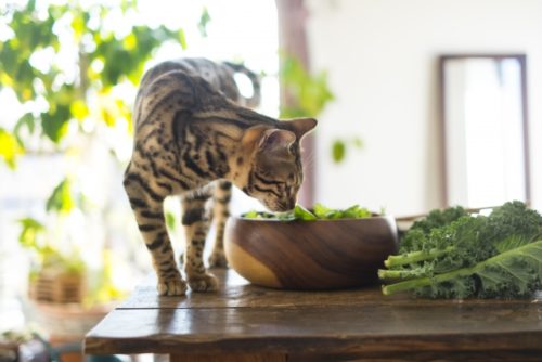 猫,食べ物
