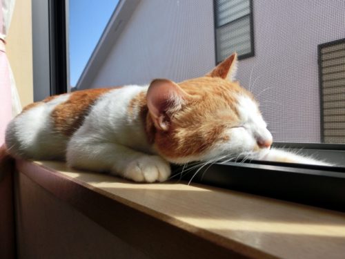 猫,日向ぼっこ