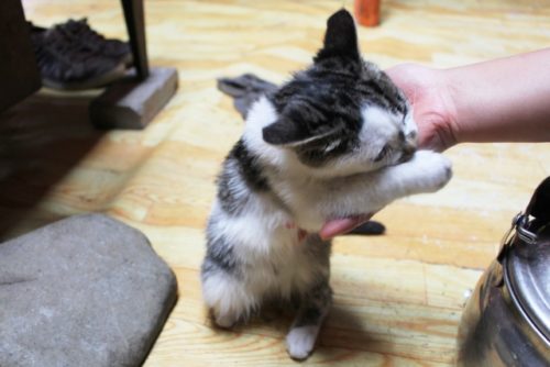 猫,手,噛む