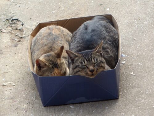 猫,箱