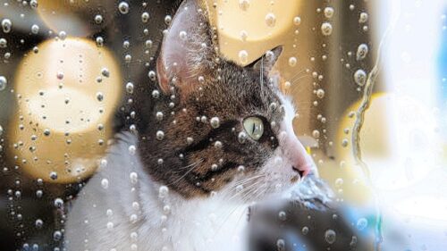猫,雨
