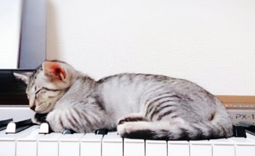 猫,ピアノ