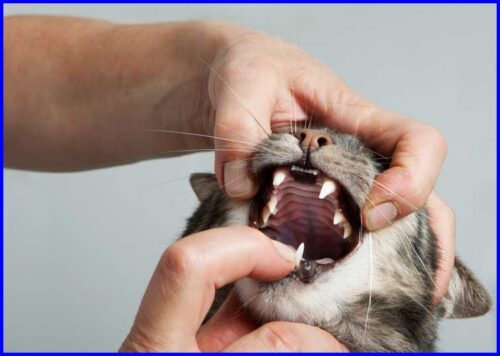 猫,歯周病