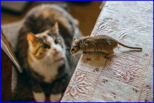 猫,ネズミ