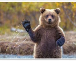熊の手